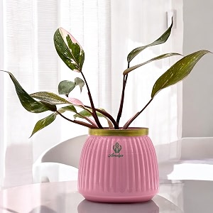 amulya farms indoor live plants for home with premium pink metal pot  air purifier oxygen plant  real plant for home living room office dcor  easy to care houseplant with pink variegated leaves 