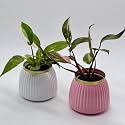 Amulya Farms Indoor Live Plants for Home with Premium White Metal Pot | Air Purifier Oxygen Plant | Real Plant for Home Living Room Office Décor | Easy to Care with Variegated Leaves | Set of 2 |