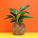 Amulya FARMS &amp; NURSERY Air Purifying Broken Heart Indoor Live Plants for Living Room, Home, Office, Table, Kitchen &amp; Desk Decor in White Self-Watering Pot with Unique Table-top Design |