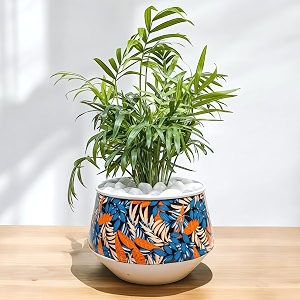 amulya farms live bamboo palm plant in decorative tropical print metal pot  indoor feng shui plant for home office  indoor bamboo plants for home decoration 