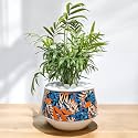 Amulya Farms Live Bamboo Palm Plant in Decorative Tropical Print Metal Pot | Indoor Feng Shui Plant for Home, Office | Indoor Bamboo Plants for Home Decoration |