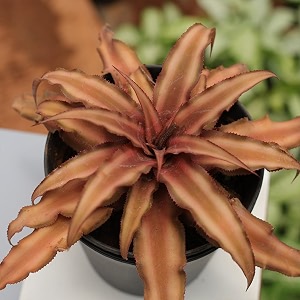 amulya farms live earth star indoor air purifying plant with pot for home  easy to care houseplant  indoor plants with pots for living room amp home decor  pack of 1