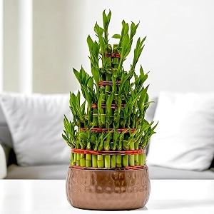 amulya farms live lucky bamboo 5 layer plant in metal pot  indoor bamboo plants for home living room balcony office desk amp kitchen decoration  vastu plant  plant in metal pot with rubber grips