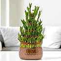 Amulya Farms Live Lucky Bamboo 5 layer plant in Metal Pot | Indoor Bamboo Plants for Home, Living Room, Balcony, Office desk &amp; Kitchen Decoration | Vastu Plant | (Plant in Metal Pot with Rubber Grips)