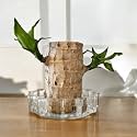 Amulya Farms Imported Brazil Wood Good Luck Live Plant with Glass pot (crystal-cut) | Healthy Indoor Live Lucky Brazilian Wood for Living Room &amp; Home Decor Plant | Feng Shui |