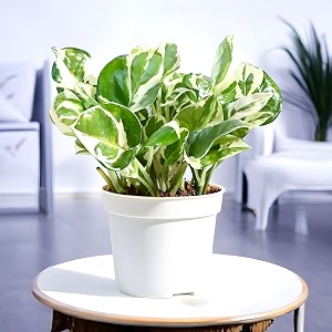amulya farms money plant njoy with pot  lucky plants for home decor  good luck plant  indoor live plants for living room  feng shui plant with pot 