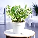 Amulya Farms Money Plant NJoy with Pot | Lucky plants for Home Decor | Good Luck Plant | Indoor Live Plants for Living Room | Feng Shui Plant with Pot |
