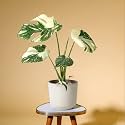 Amulya Farms Monstera Thai Constellation XL Size Live Plant, Rare Variegated Indoor Plant, Air Purifying Pot | Indoor Plants with pots for Home & Living Room| (1 XL plant in 6" pot)