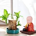 Amulya Farms ORIGINAL Bamboo Lucky Wood Good Luck Live Plant WITH LEAVES & WITH BOBBLE HEAD BUDHA IDOL | Lucky Brazil Wood Potted Plant | Lucky Brazilian Wood Plant | Feng Shui Plant | without Pot |
