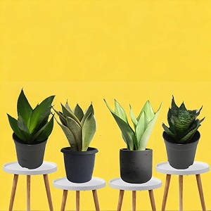 amulya farms rare combo of 4 snake plants  rare moonshine jade hahni silver hahni amp dwarf air purifying live indoor outdoor snake plants for living room home amp office decor  with pots 