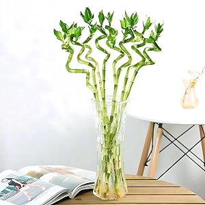 amulya farms bamboo plant 50cms set of 20 sticks  live lucky bamboo for home decoration  dancing stems  indoor feng shui plants for prosperity  ideal for living room amp office decoration 