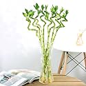 Amulya Farms Bamboo Plant 50cms Set of 20 sticks | Live Lucky Bamboo for Home Decoration | Dancing Stems | Indoor Feng Shui Plants for Prosperity | Ideal for Living Room &amp; Office Decoration |