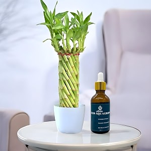 amulya farms lucky bamboo wheel with 50ml aquavita in glass bottle  indoor live plants for living room home office table kitchen amp desk decor  feng shui plant  gift a plant  with pot