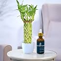 Amulya Farms Lucky Bamboo Wheel with 50ML Aquavita in Glass bottle | Indoor Live Plants for Living Room, Home, Office, Table, Kitchen &amp; Desk Decor | Feng Shui Plant | Gift a Plant | with POT