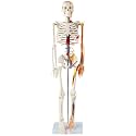 Anatomy Lab 33" Human Skeleton Model with Nerves, Veins and Arteries