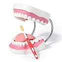Annhua Large Dental Teeth Model 6 Times 32 Typodont Teeth Model with Detachable Tongue and Hinge, Teaching Dental Models for Demonstration, Speech Therapy (Includes Toothbrush, Not for Flossing)