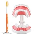 Annhua Large Dental Teeth Model with Denture Toothbrush, 2 Times Brushing Tooth Model Teaching Tools with Removable Lower Teeth for Kids, Dental Students, Educators
