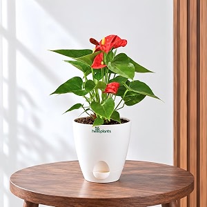Anthurium Flamingo Flower Red Anthurium Live Indoor