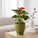 Anthurium Flamingo Flower Red Anthurium Live Indoor