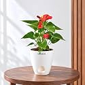 Anthurium Flamingo Flower Red Anthurium Live Indoor