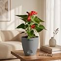 Anthurium Flamingo Flower Red Anthurium Live Indoor