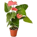 Anthurium Live Plant with Plastic Pot 