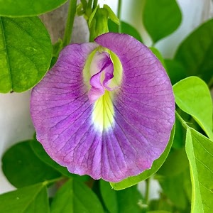 aparajita seeds multicolor pack blue pink white double amp single petals aprajita shankhpushpi hybrid butterfly pea seeds medicinal flower plant creeper for outdoor garden pack of 50 pink