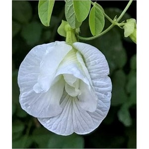 aparajita seeds multicolor pack blue pink white double amp single petals aprajita shankhpushpi hybrid butterfly pea seeds medicinal flower plant creeper for outdoor garden pack of 50 white