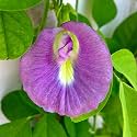 Aparajita Seeds multicolor Pack Blue, Pink, White Double & Single Petals Aprajita Shankhpushpi Hybrid Butterfly Pea Seeds Medicinal Flower Plant Creeper For outdoor Garden (Pack of 50) (Pink)