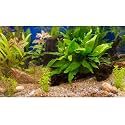Aquarium Backdrop Underwater Grass Leaves Pebble Aquarium Background Vivid and Fresh Green Aquatic Plant Stone River Bed Fish Dead Wood Leaves Tank Background Decors Vinyl 24x12in