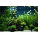 Underwater Aquarium Background Diverse Aquatic Plants Seagrasses Fish Tank Background Redwood Cork Moss Tropical Style Underwater Plants Terrarium Backgrounds Undersea Aquarium Backgrounds 72x24in