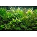 Aquarium Background Diverse Collection of Aquatic Plants Seagrasses Terrarium Background Redwood Root Moss Tropical Style Underwater Lush Green Plants Fish Tank Background Wallpaper Poster 36x24in
