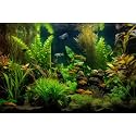 Aquarium Background Tropical Freshwater Colorful Fish Plants Fish Tank Background Tranquil Under The Sea Aquatic Plants Cork Redwood Root Lush Green Moss Reptile Tank Terrarium Background 36x20in