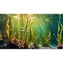 Aquarium Background Underwater Beautiful Coral Reef with Seaweed Bubbles Terrarium Backdrop Aquatic Plants Sunlight Rays Fish Tank Background Tank Aquarium Wallpaper Poster Decor Vinyl 48x24in