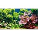Aquarium Background Underwater Grass Leaves Pebble Aquarium Backdrop Vivid and Fresh Green Aquatic Plant Background Stone River Bed DeadWood Purple Leaves Tank Background Decor Vinyl 24x12in