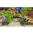 Aquarium Background Various Underwater Grass Plants Pebble Aquarium Backdrop Vivid and Fresh Green Aquatic Plants Stone River Bed and Dead Wood Purple Leaves Tank Background Vinyl 72x16in
