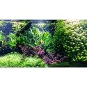 Aquarium Background Various Underwater Grass Plants Aquarium Backdrop Vivid and Fresh Green Aquatic Plants Stone River Bed and Dead Wood Tank Background Vinyl 72x16in