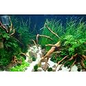 Aquarium Background Various Underwater Grass Plants Aquarium Backdrop Vivid and Fresh Green Aquatic Plants Stone River Bed and Dead Wood Yellow Stone Fish Tank Background 48x20in