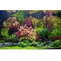 Aquarium Background Various Vivid Fresh Underwater Aquatic Plant Fish Tank Aquarium Backdrop Stone River Bed and Lake Fish Terrarium Background Decor Vinyl 72x24in