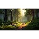 Aquarium Background Winding Dirt Road Verdant Forest Sunlight DancesThrough Towering Trees Terrarium Backdrop Nature Landscape Fish Tank Background Reptile Habitat Backdrop Vinyl 72x18in