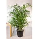 Areca Palm Indoor & Outdoor Seeds Pack of 45 Seeds