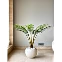 Areca Palm Live Plant, Natural Air Purifier, Indoor & Outdoor, Organic, Low Maintenance, Green, 100cm Height pack of1.A11