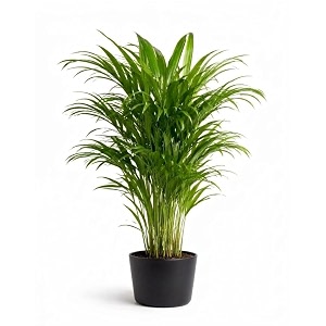 areca palm live plant in pot  indoor decorative palm  pack of 1