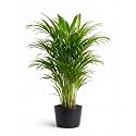 Areca Palm Live Plant in Pot | Indoor Decorative Palm | Pack of 1