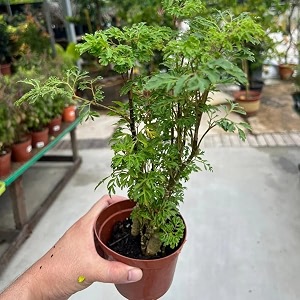 arelia plant decorative plant 34 hybrid - 1 healthy live easy to grow real indoor plant for home living room office39 15-2 ft height in nursery grow bag for home garden