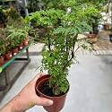 arelia plant Decorative Plant " hybrid - 1 Healthy Live Easy to Grow Real Indoor Plant for Home, Living Room Office,' 1.5-2 Ft Height in Nursery Grow Bag for Home Garden