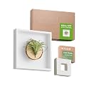 arscent Faux Air Plant 3D Bathroom Wall Art with Scented Stone Diffuser