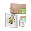 arscent Faux Air Plant 3D Bathroom Wall Art with Scented Stone Diffuser