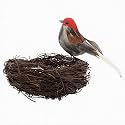 Handmade Rattan Bird Nests with Real Feathers Clip-On Birds &amp; Eggs