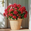 Artificial Geranium Flowers for Outdoors 19.6" Geraniums Artificial Flowers Realistic Faux Geraniums for Outdoor Planters Silk Geranium Indoor Fake Flowers Porch Home Garden Decor No Vase(4PCS，Red)